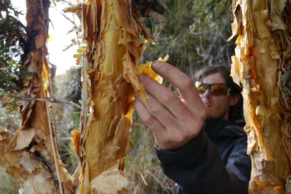 ANCASH16_05-Paron-1126-341-GX1