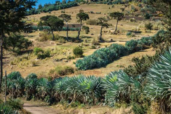 Guatemala-171222-063-G85