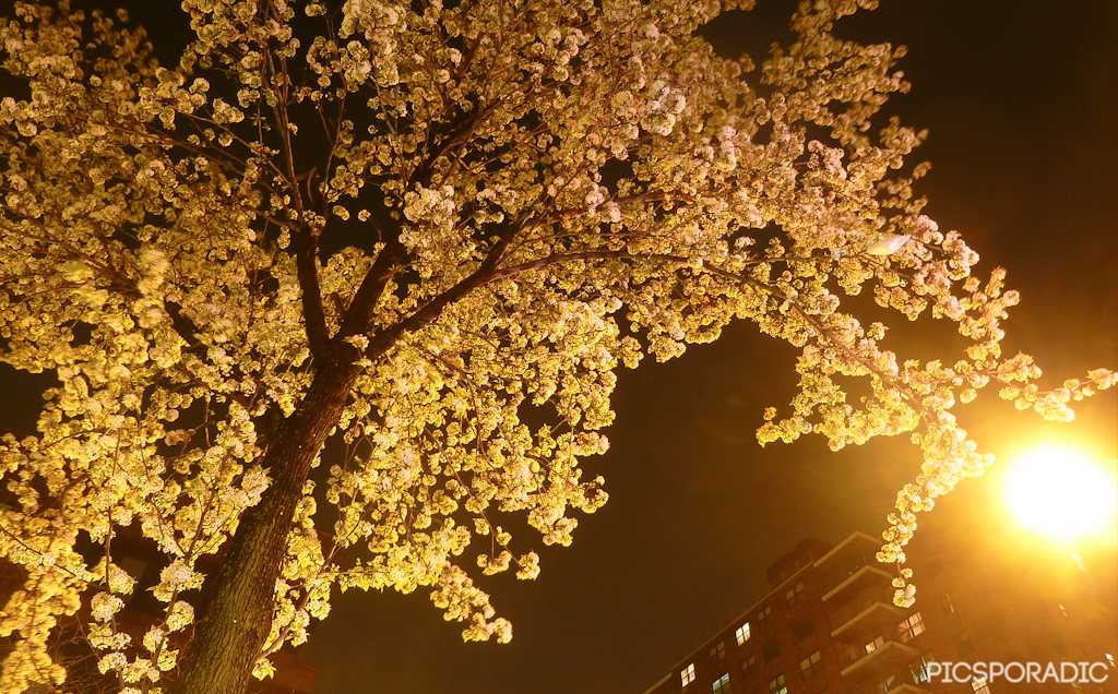 Brooklyn At Night