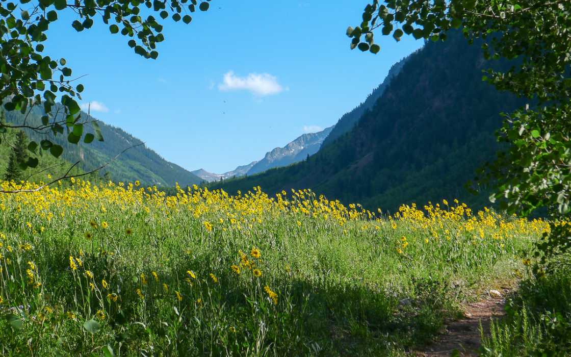 Aspen Summer
