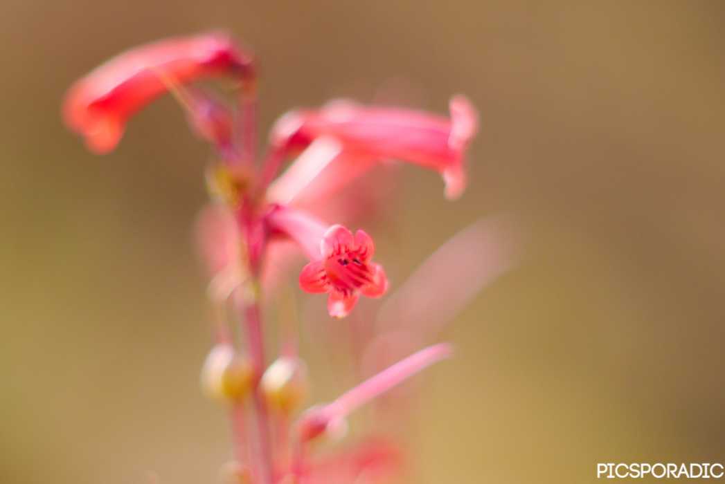 Desert Flowers