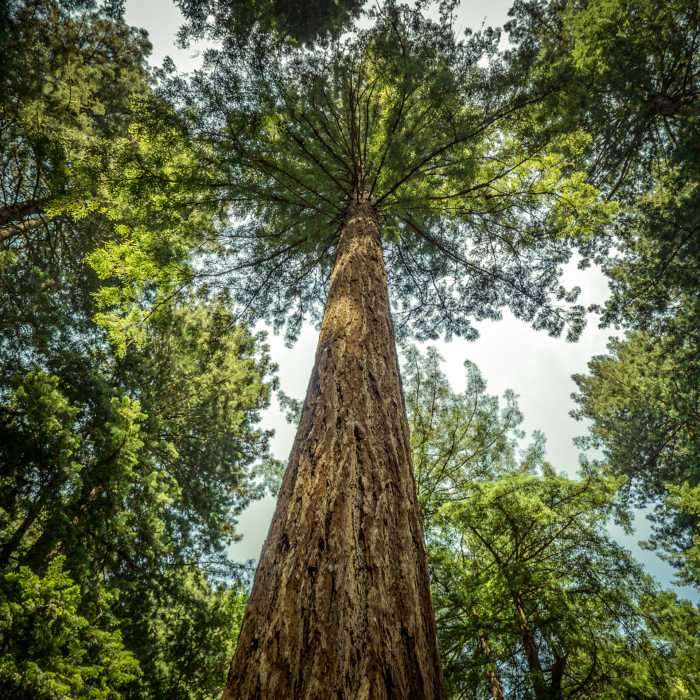 Muir Woods
